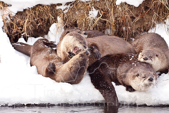 Yellowstone in Winter--December 2009-6081.jpg