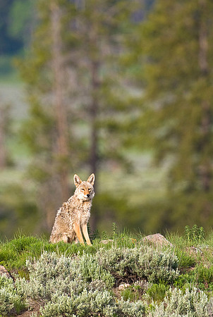 Yellowstone 2008-1933.jpg