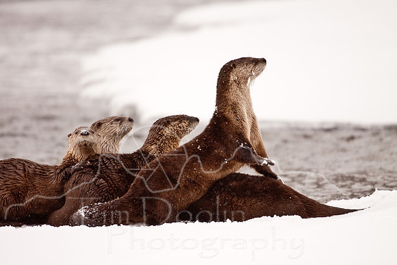 Yellowstone in Winter--December 2009-5621.jpg