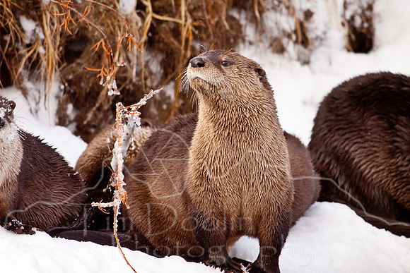 Yellowstone in Winter--December 2009-6118.jpg