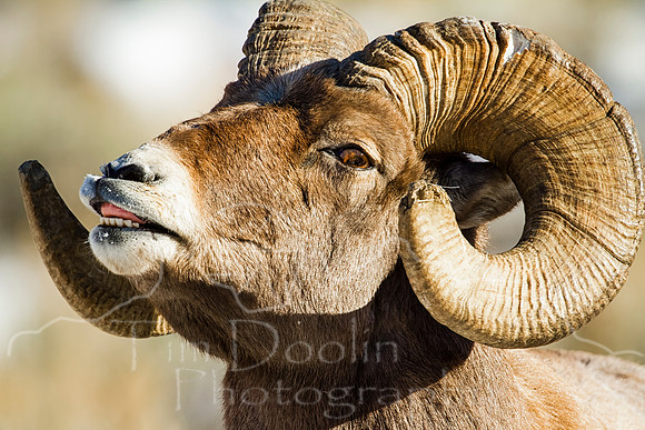 Big Horn Sheep--13