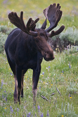 Bull Moose-5046.jpg