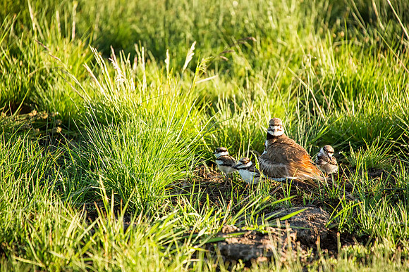 Killdeer near Sweetwater Gap--2
