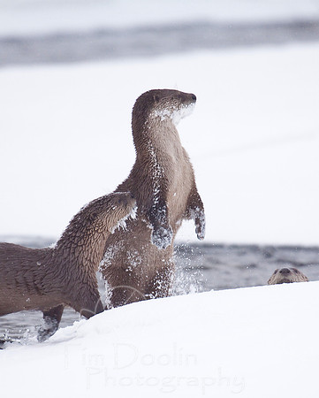 Yellowstone in Winter--December 2009-5588.jpg