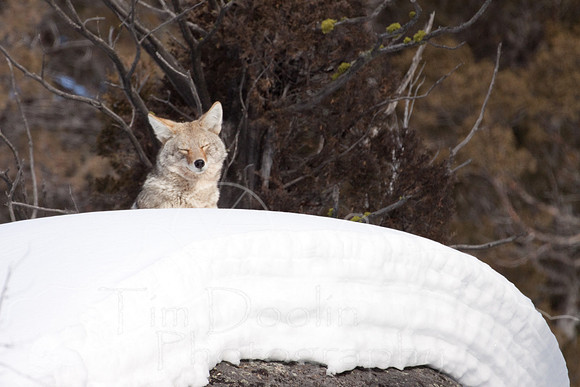 Yellowstone in Winter--2009-3597.jpg