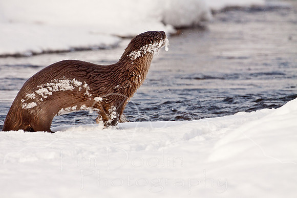 Yellowstone in Winter--December 2009-6244.jpg