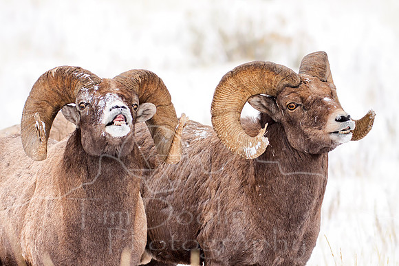 Big Horn Sheep--6