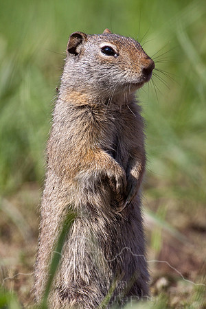 Yellowstone 2009-5903.jpg