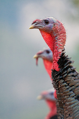 3 turkeys on Horshoe--2007