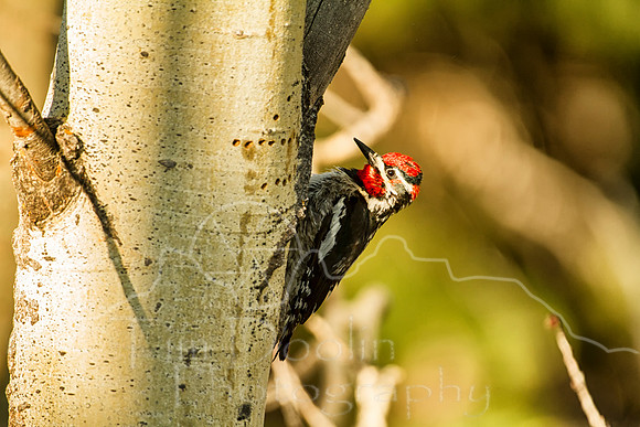 IMG_2886-Edit