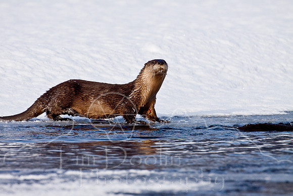 Yellowstone in Winter--December 2009-6289.jpg