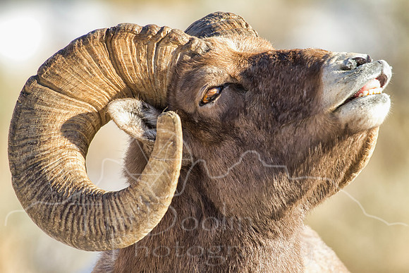 Big Horn Sheep--12