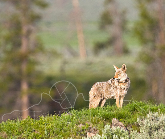 Yellowstone 2008-1930.jpg