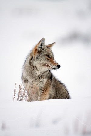 Yellowstone in Winter--2009-2887.jpg