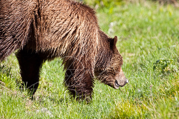 Yellowstone 2009-5886.jpg