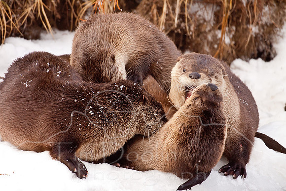 Yellowstone in Winter--December 2009-6153.jpg