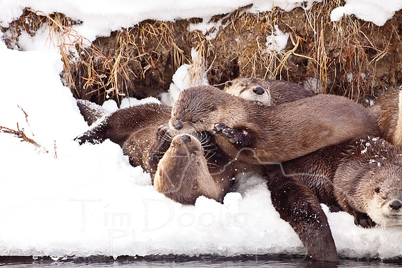 Yellowstone in Winter--December 2009-6078.jpg