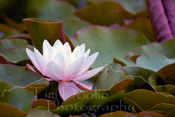 Orcas Island-7375_6_7--photoshop.jpg
