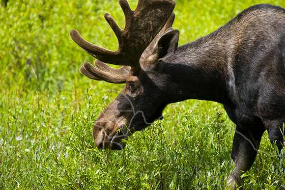 Bull Moose-0182.jpg