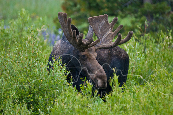 Bull Moose-4833.jpg