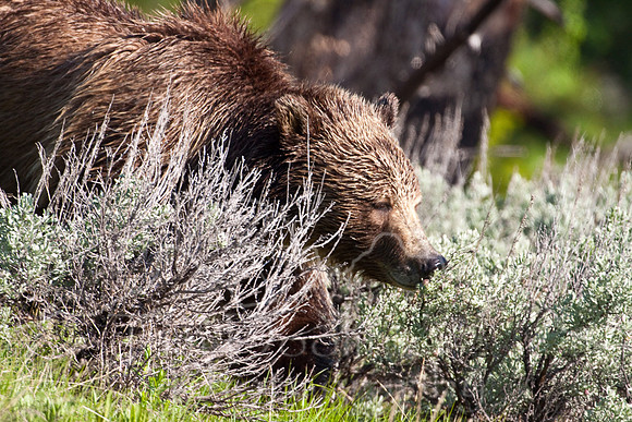 Yellowstone 2009-5863.jpg