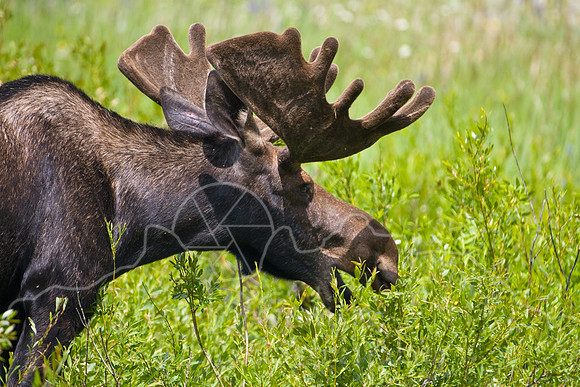 Bull Moose-4874.jpg