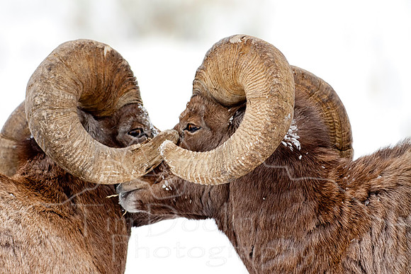 Big Horn Sheep--15