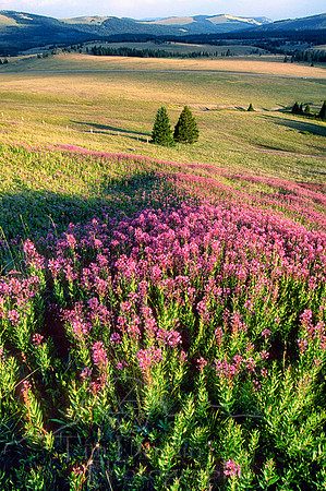 Fireweed on Bald Mountain-