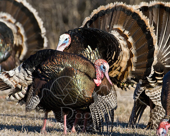 Wyoming Wildlife Photo Contest-0956.jpg