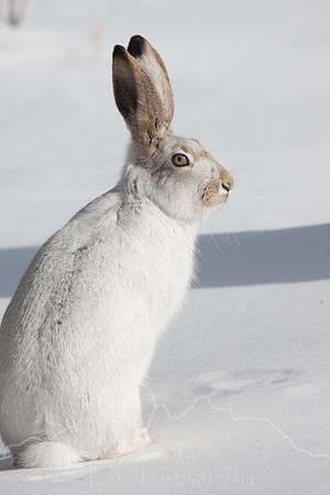 Yellowstone in Winter--2009-6671.jpg