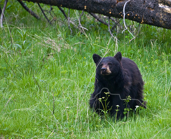 Yellowstone 2008-2230.jpg