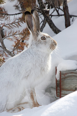 Yellowstone in Winter--2009-6656.jpg