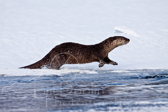 Yellowstone in Winter--December 2009-6296.jpg