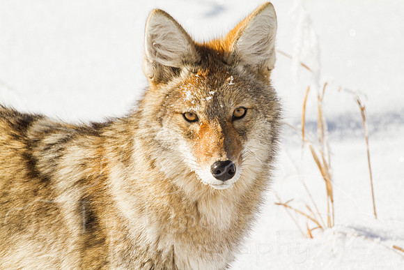 Yellowstone National Park--December 2012--36