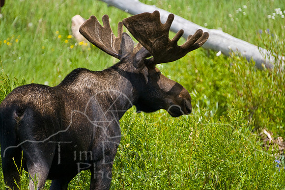 Bull Moose-4813.jpg