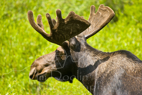 Bull Moose-0177.jpg