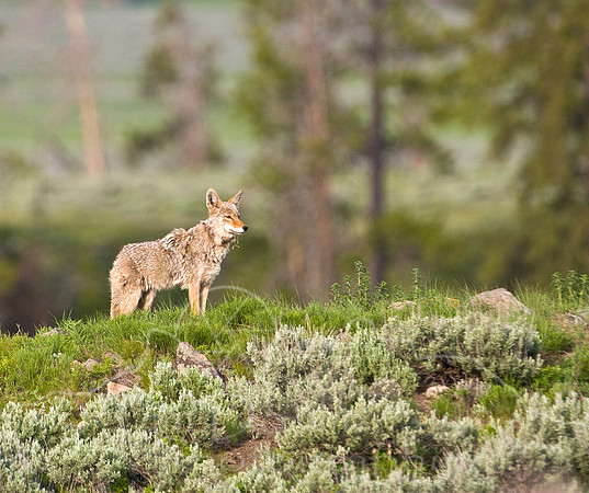 Yellowstone 2008-1932.jpg