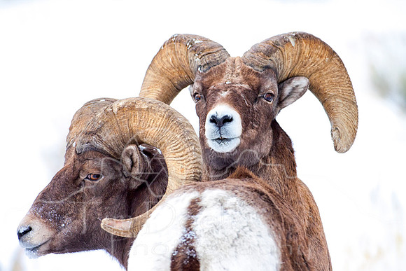 Big Horn Sheep--2
