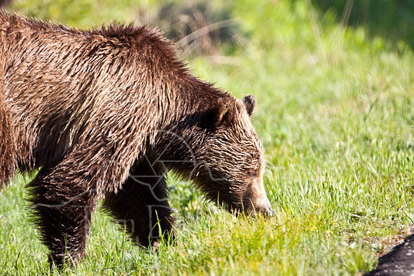 Yellowstone 2009-5887.jpg