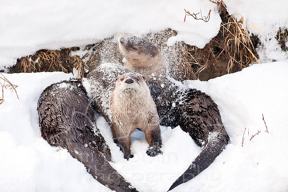 Yellowstone in Winter--December 2009-5917.jpg