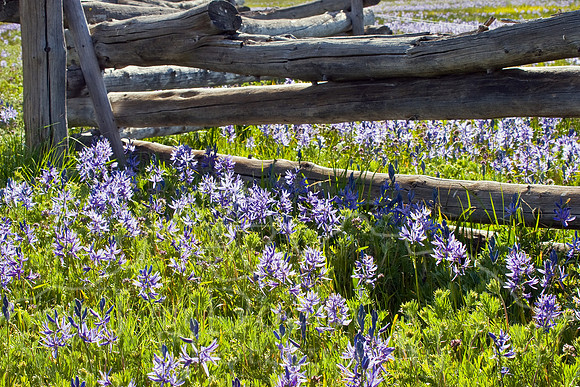 Sawtooths summer 2008-0001.jpg