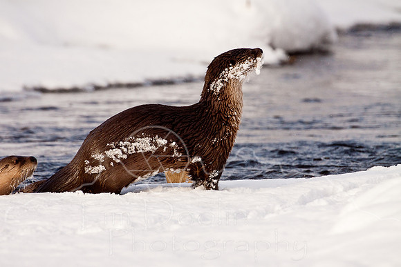 Yellowstone in Winter--December 2009-6246.jpg
