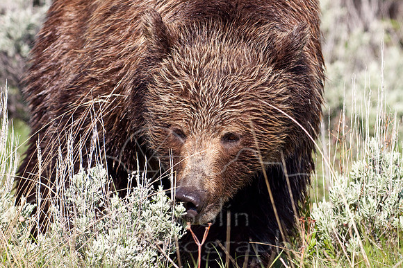 Yellowstone 2009-5747.jpg