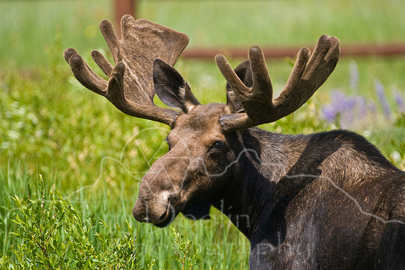 Bull Moose-4923.jpg
