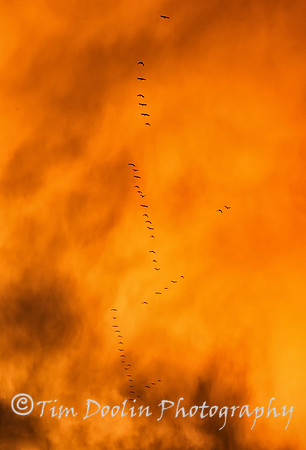 Geese flying south against flaming clouds--2