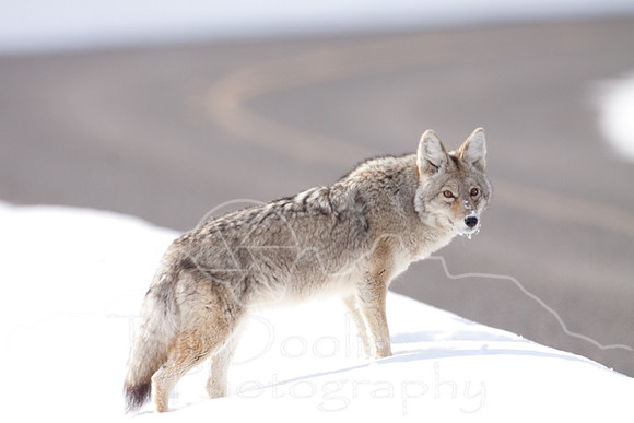 Yellowstone in Winter--2009-3664.jpg