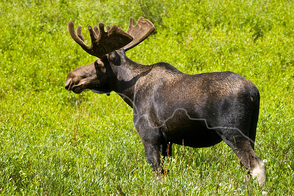 Bull Moose-0178.jpg