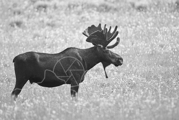 Bull Moose-5005.jpg