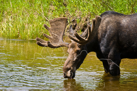 Bull Moose-0208.jpg