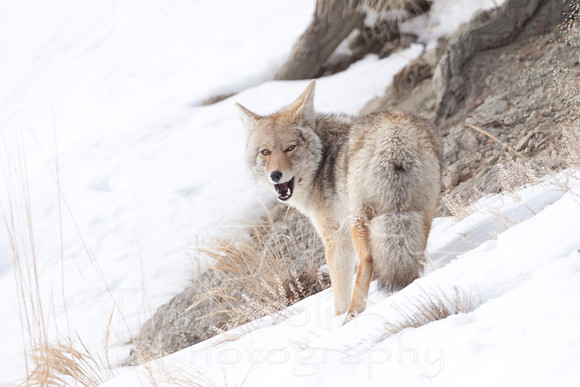 Yellowstone in Winter--2009-3361.jpg